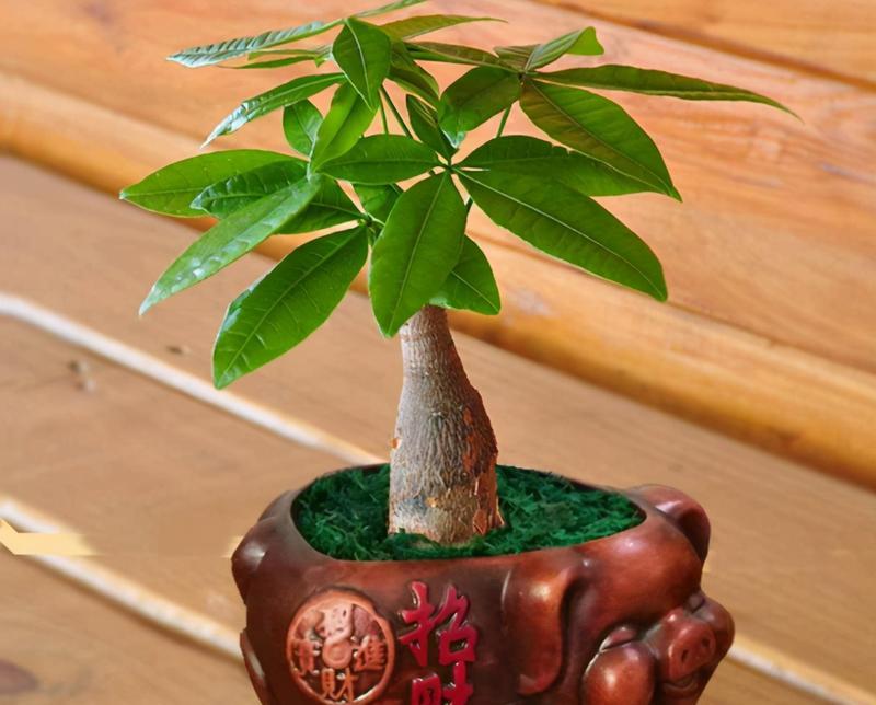 水培发财树烂根怎么办？可能的原因和解决方法是什么？