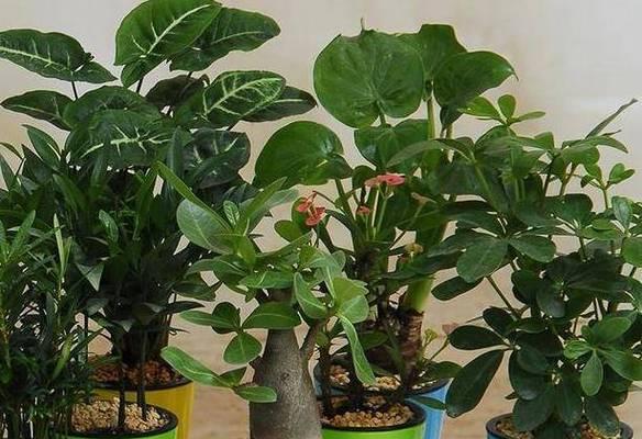 榕树烂根去除后如何护理？后续恢复步骤是什么？