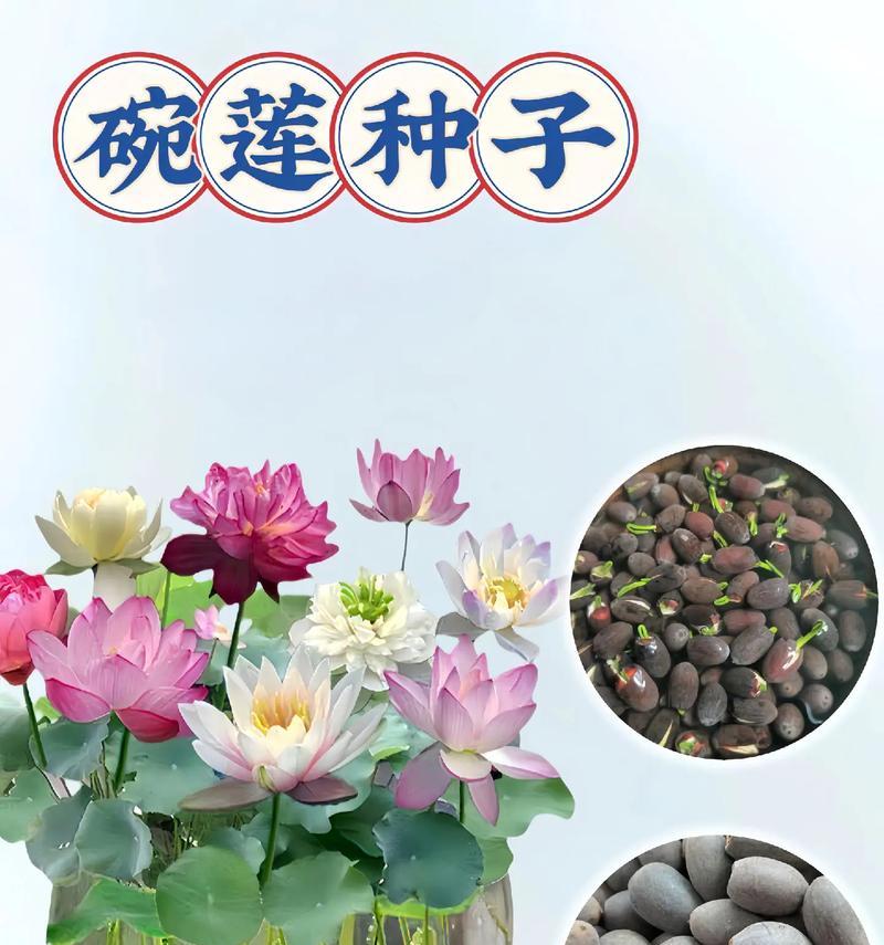 水培花卉养护方法有哪些？