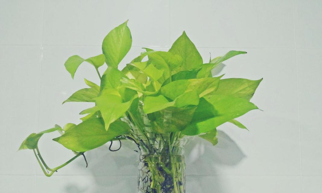 水培植物选择指南？哪些花卉适合水养？