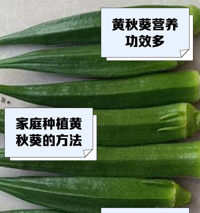 秋葵的种植步骤是什么？怎样确保秋葵的高产？