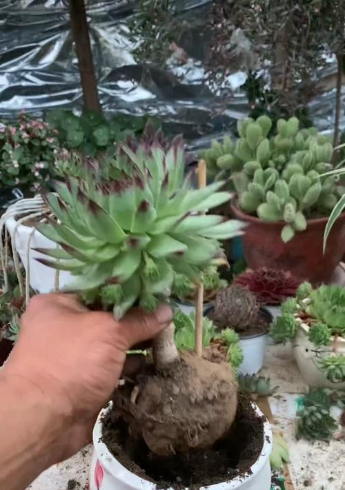 观音莲种植步骤和养护技巧是什么？