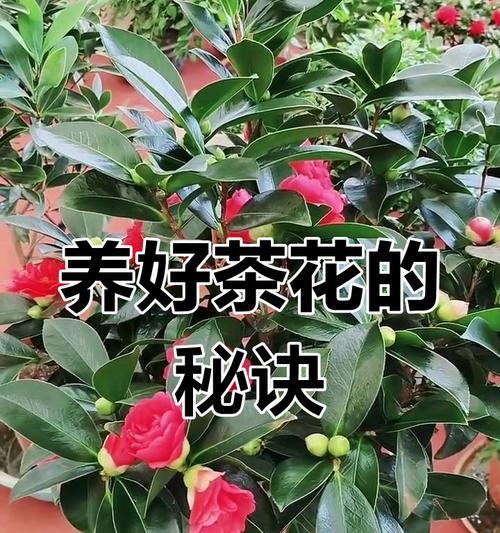 荼花的养殖技巧和常见问题？