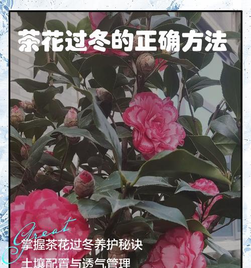 荼花的养殖技巧和常见问题？