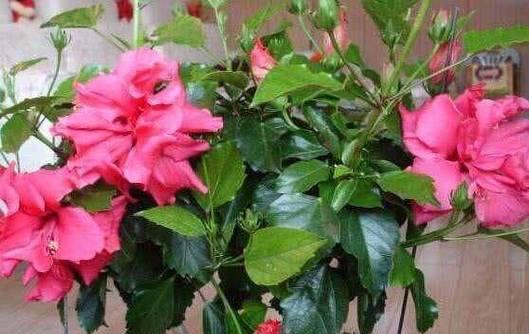 扶桑植物浇水技巧是什么？