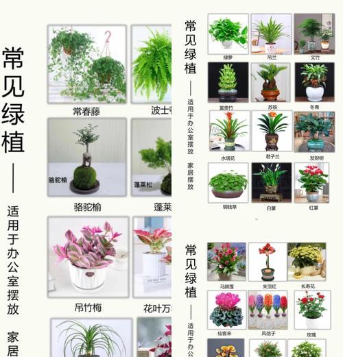扶桑植物浇水技巧是什么？
