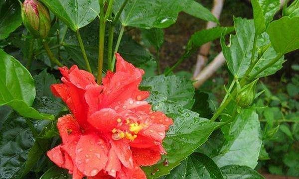 扶桑植物浇水技巧是什么？