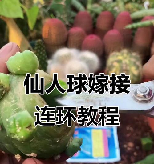 仙人球繁殖技巧有哪些？如何进行嫁接和分株？