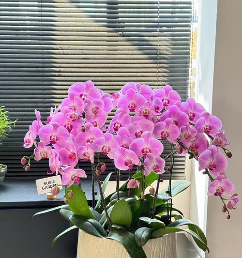 蝴蝶兰换盆的最佳时机是什么时候？换盆蝴蝶兰的步骤是什么？