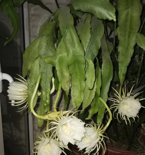 昙花的栽种方法和注意事项有哪些？