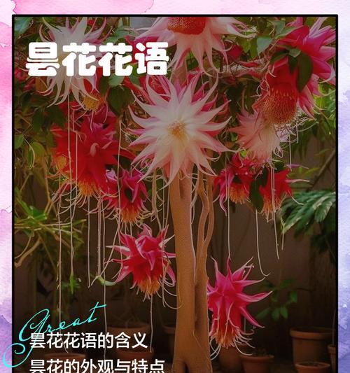 昙花的栽种方法和注意事项有哪些？