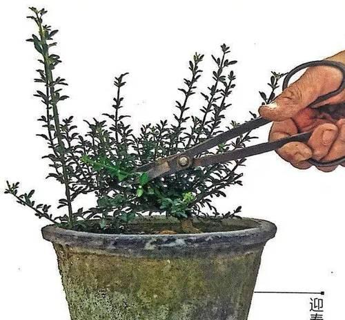 树根盆景花盆的养护方法和技巧？