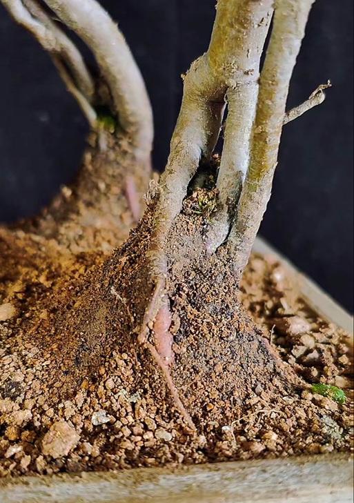 树根盆景花盆的养护方法和技巧？