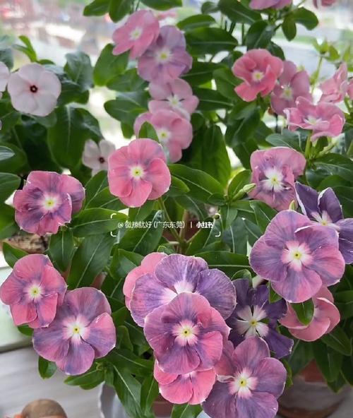 鲜花基础品种有哪些？如何挑选适合的鲜花品种？