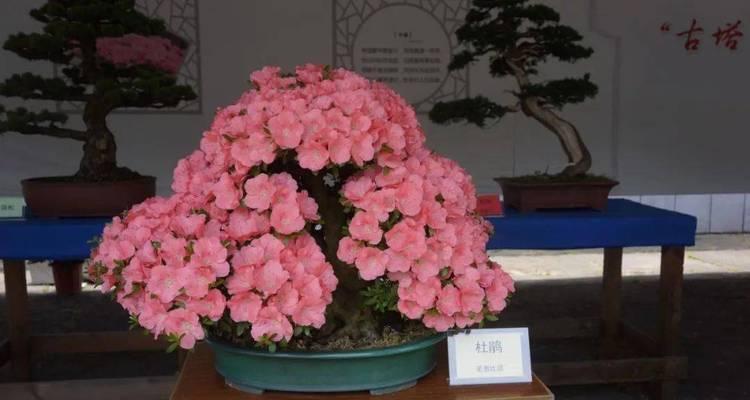 哪种杜鹃花品种最适合初学者？