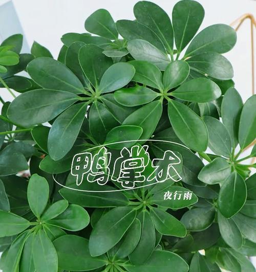 鸭掌树的养护要点是什么？如何保持其优雅的姿态？