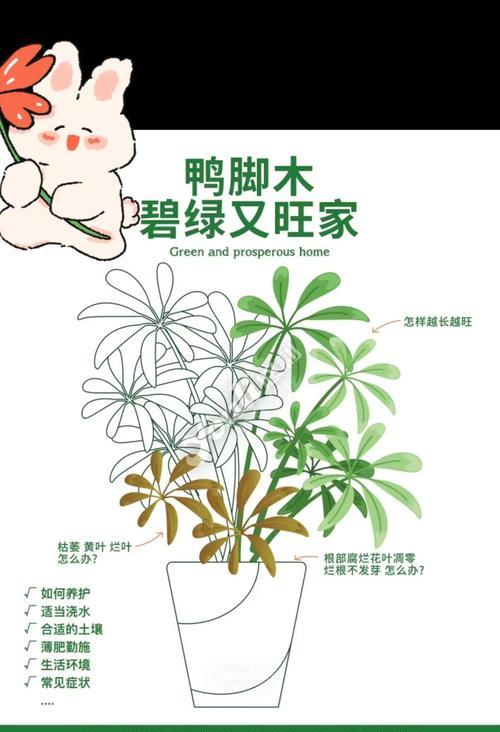 鸭掌树的养护要点是什么？如何保持其优雅的姿态？
