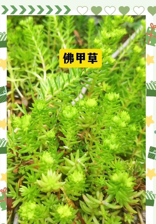盆景中适合种植哪些类型的草本植物？