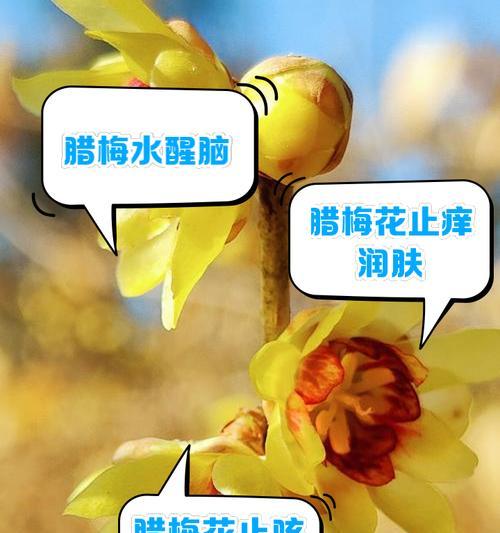 腊梅的养殖方法和注意事项是什么？