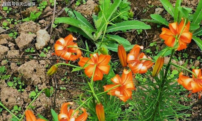 百合种植的正确步骤是什么？如何提高百合的开花率？