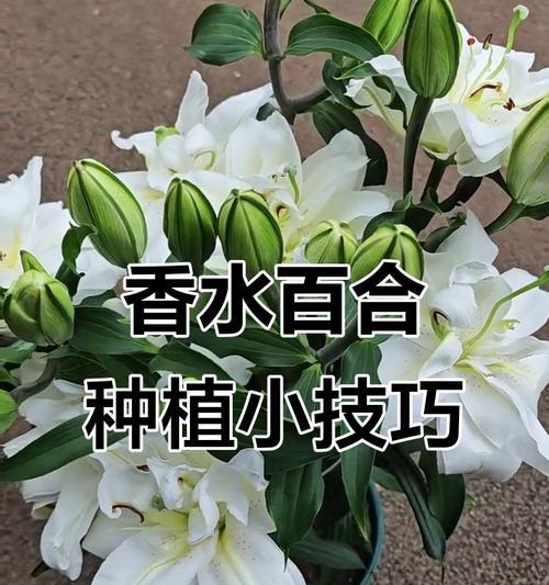 百合种植的正确步骤是什么？如何提高百合的开花率？