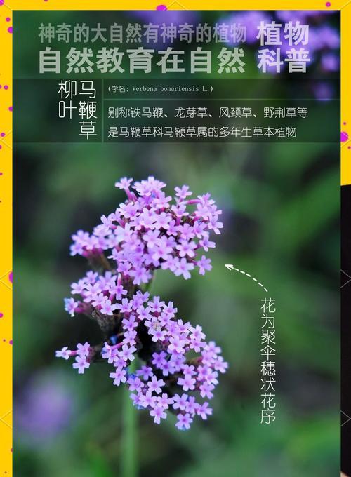 马鞭草是什么植物？马鞭草有哪些用途？
