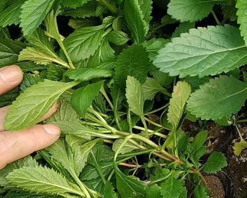 马鞭草是什么植物？马鞭草有哪些用途？