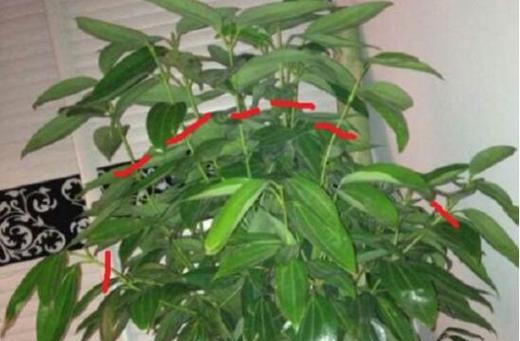 平安树的嫁接方法是什么？如何成功进行平安树的嫁接？