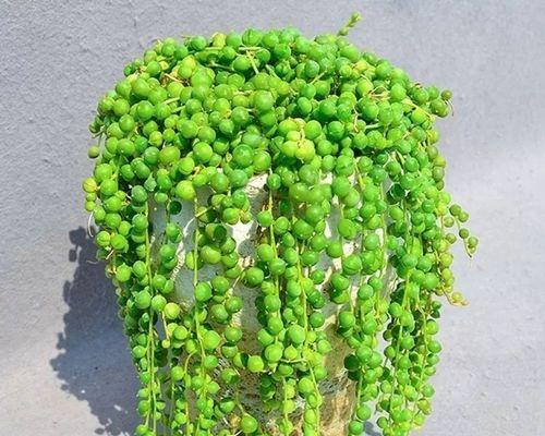 佛珠植物的浇水技巧有哪些？多久浇一次水？