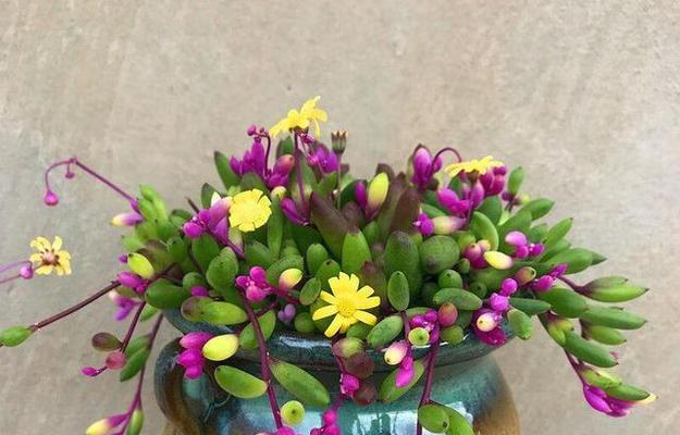佛珠植物的浇水技巧有哪些？多久浇一次水？