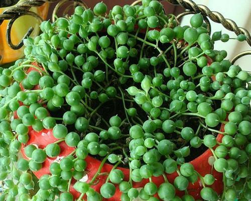佛珠植物的浇水技巧有哪些？多久浇一次水？