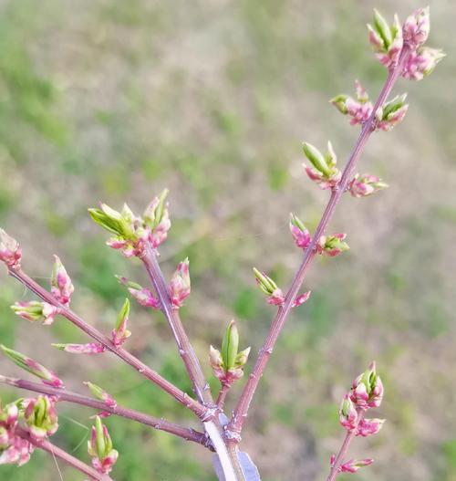 花石榴是什么植物？花石榴的花语和象征意义是什么？