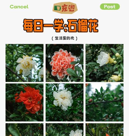 花石榴是什么植物？花石榴的花语和象征意义是什么？