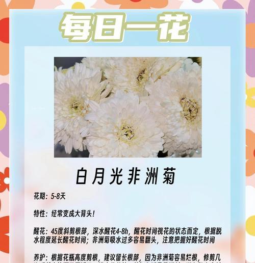 非洲菊有哪些品种？非洲菊品种的挑选技巧？