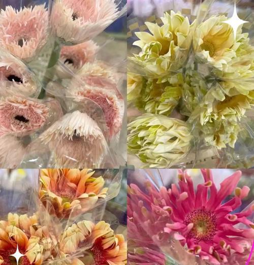 非洲菊有哪些品种？非洲菊品种的挑选技巧？