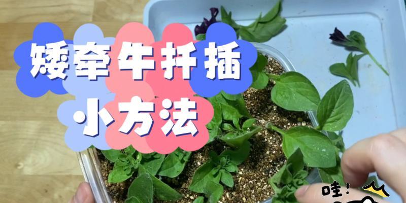 矮牵牛强剪的正确方法是什么？