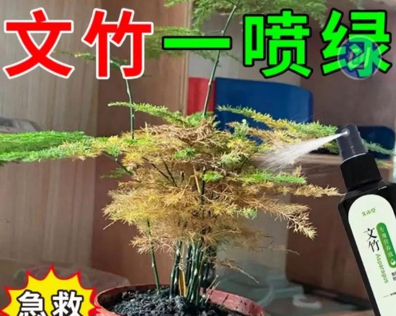 文竹变黄的原因及解决方法是什么？