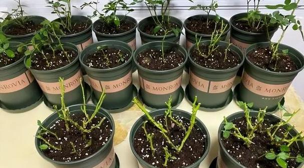 月季栽种技巧？如何选择合适的土壤和位置？
