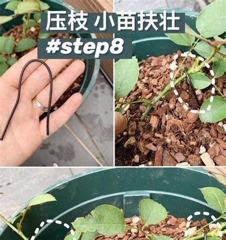 月季栽种技巧？如何选择合适的土壤和位置？