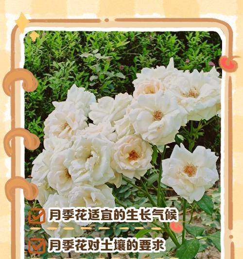 月季栽种技巧？如何选择合适的土壤和位置？