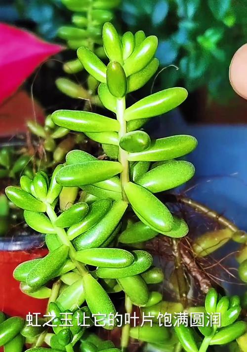 虹之玉养出红胖状态的秘诀是什么？
