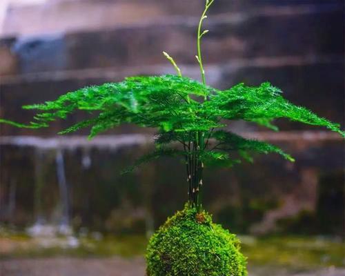 常见的苔藓植物有哪些？苔藓植物的养护方法是什么？