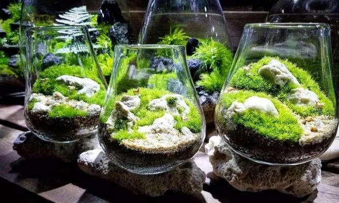 常见的苔藓植物有哪些？苔藓植物的养护方法是什么？