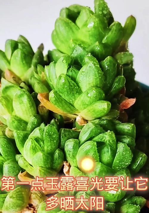 玉露的养护技巧有哪些？