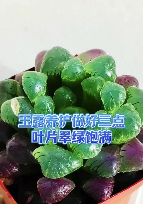 玉露的养护技巧有哪些？