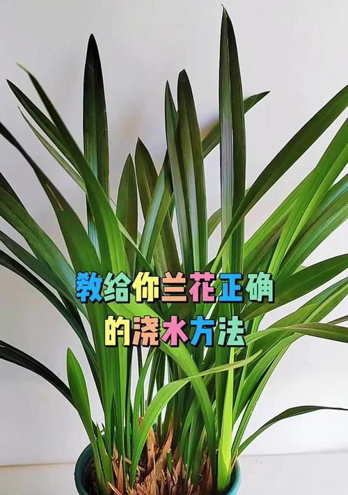 兰花培植的正确方法是什么？如何照顾兰花？