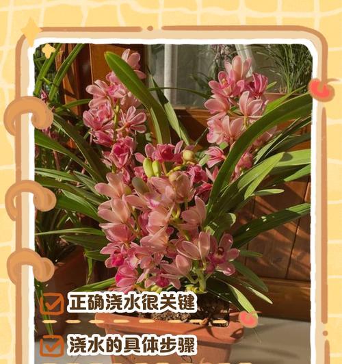 兰花培植的正确方法是什么？如何照顾兰花？