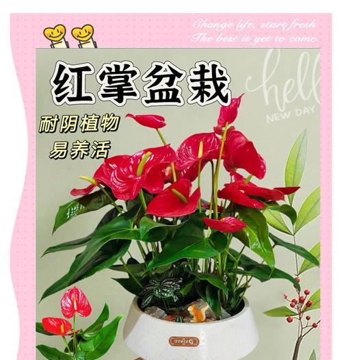 红掌品种有哪些特点？红掌品种如何分类？