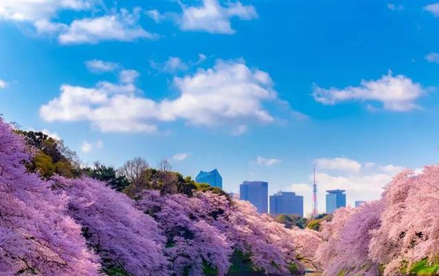 樱花象征着什么？樱花在日本文化中有哪些意义？