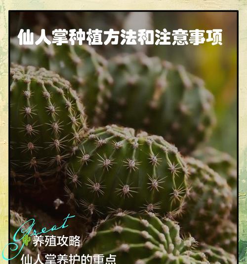 室内仙人掌的养护技巧有哪些？
